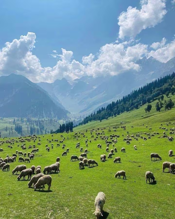 Bangus Meadow Trails